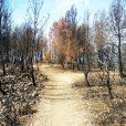 Zona cremada a Calafell