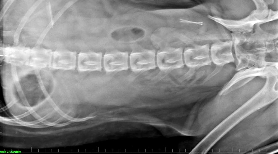 Radiografia de gos amb agulles al cos